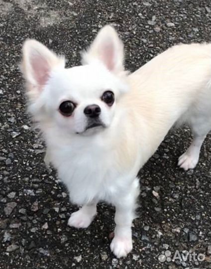 Вязка кобель чихуахуа