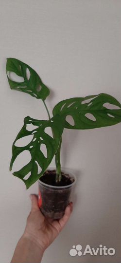 Монстера Манки Маск