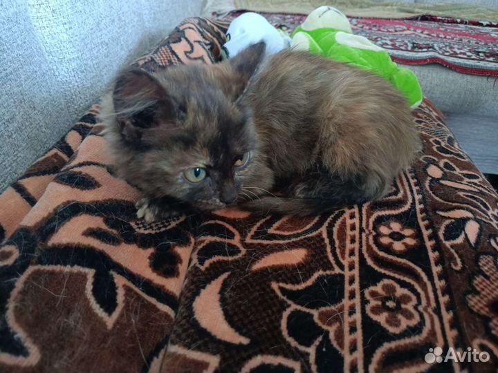 Котенок в дар бесплатно