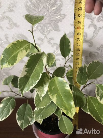 Фикус Бенджамина, пестролистный