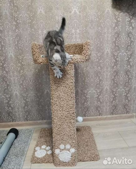 Когтеточка