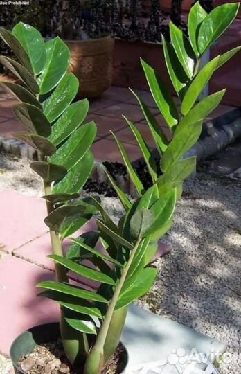 Замиокулькас