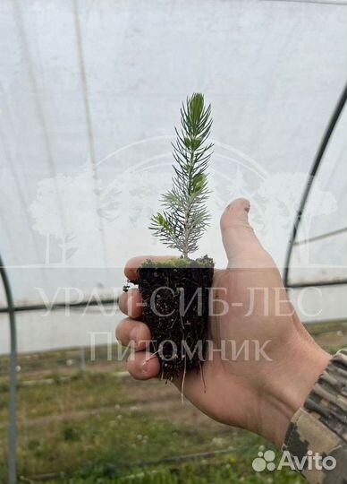 Голубая ель с зкс сеянцы