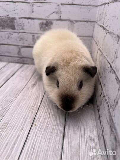 Морская свинка Тедди, мальчик california