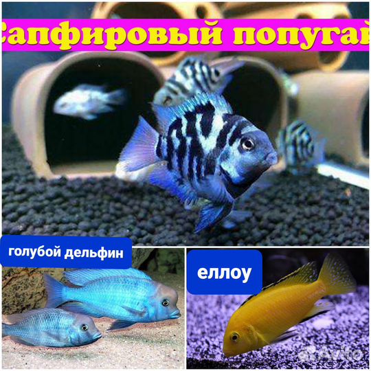 Аквариумные рыбки