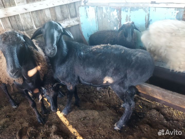 Курдючный баран