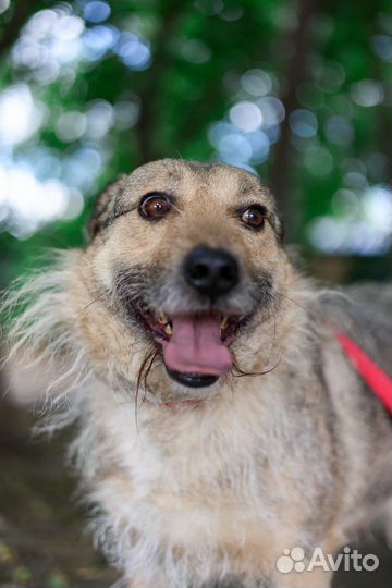 Чудо-собака в поисках дома