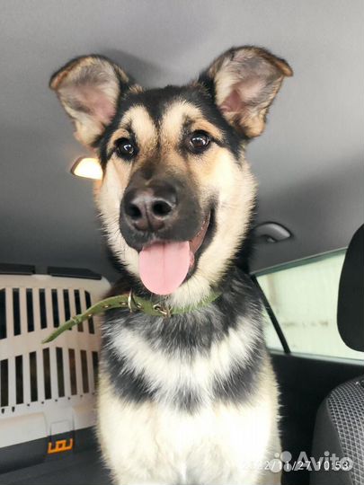 Метис овчарки в дар