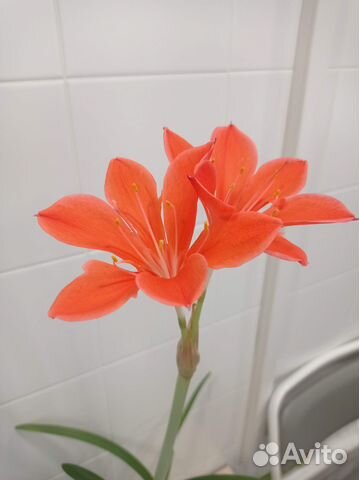 Валлота (огненная лилия) комнатный цветок купить в Нижнем Новгороде ...