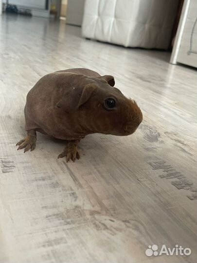 Морская свинка скинни