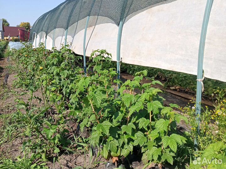 Саженцы смородины в контейнере