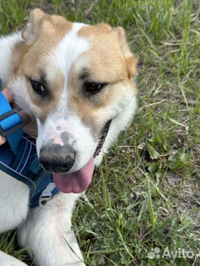 Веселейший пёс из приюта