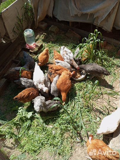 Цыплята несушки подрощенные