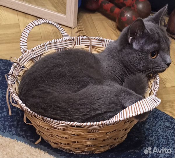 Британская кошка