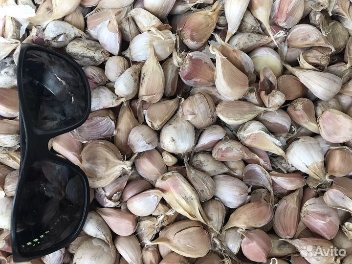 Зубок чеснока(Любаша )