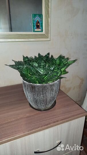 Сансевиерия ханни