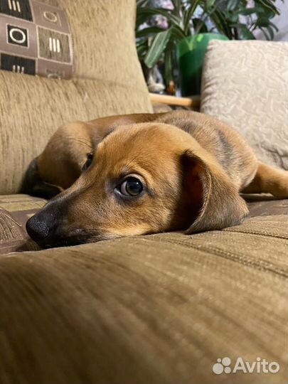 Собака в добрые руки маленькая порода