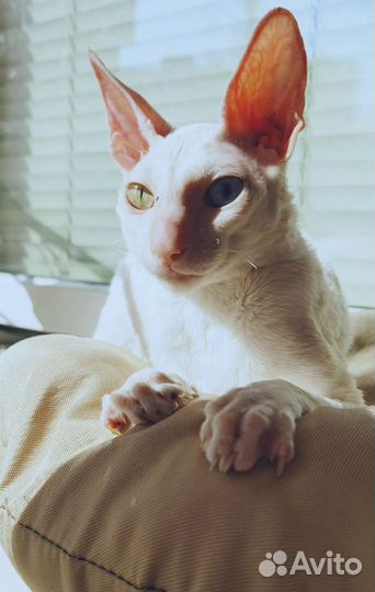 Корниш-рекс