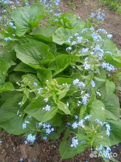 Многолетники