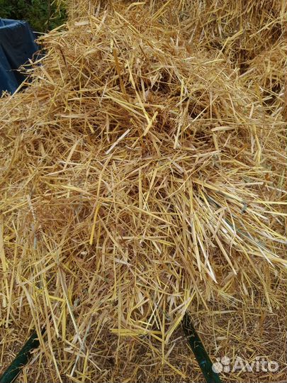 Солома 2023 года и конский перегной