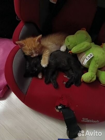 Котята в добрые руки