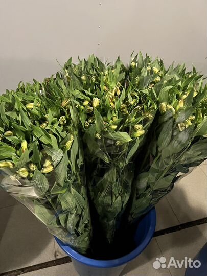 Альстромерия срез