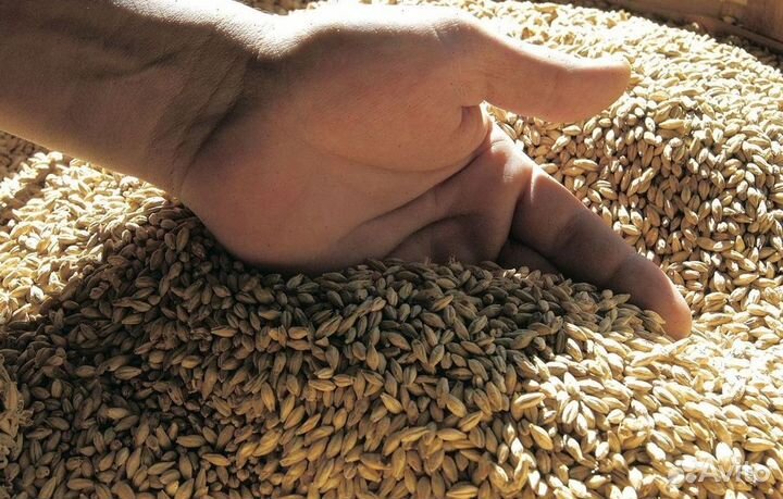 Пшеница ячмень