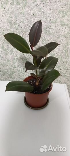 Фикус каучуконосный