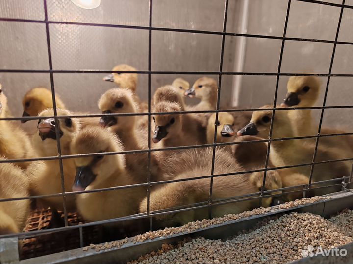 Гуси суточные и подрост