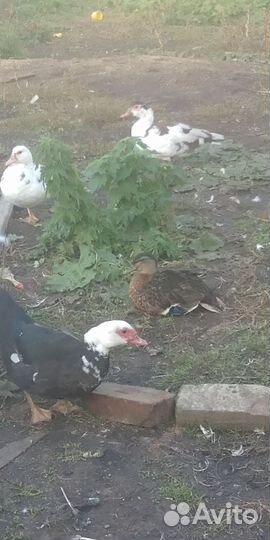 Мускусные утки
