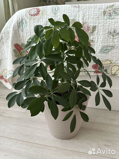 Шефлера