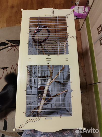 Клетка Германия