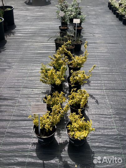 Хвойные декоративные растения