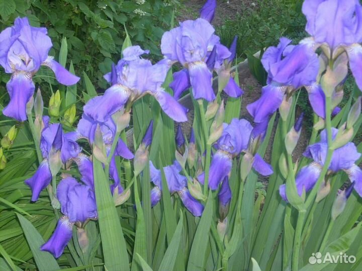 Ирисы синие