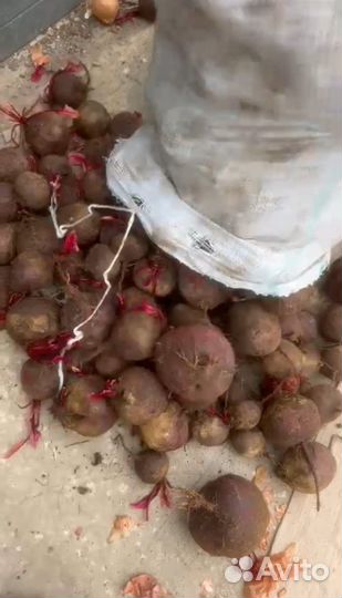 Свекла оптом