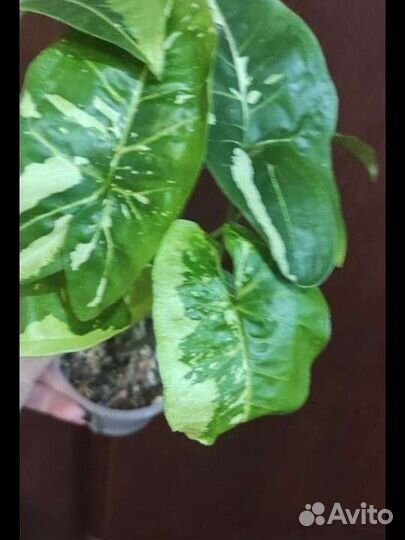 Сингониум Панда