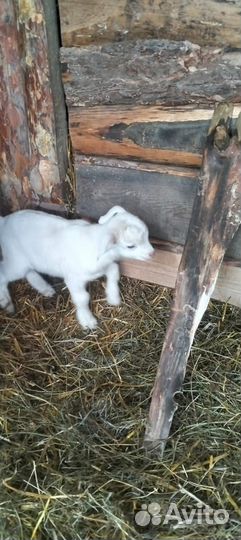Козы и козлята продажа