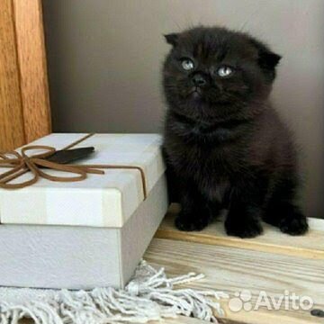 Черный котенок вислоухий