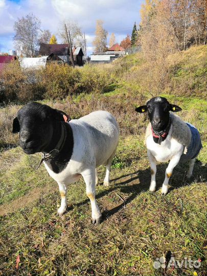 Овцы, ягнята