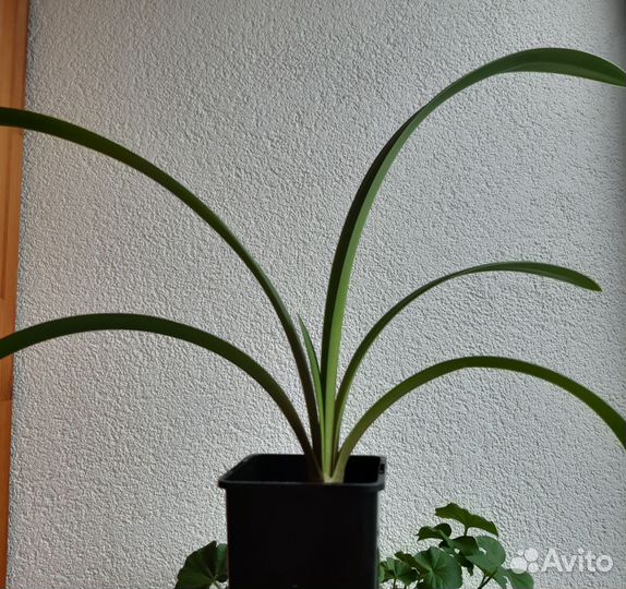 Гиппеаструм