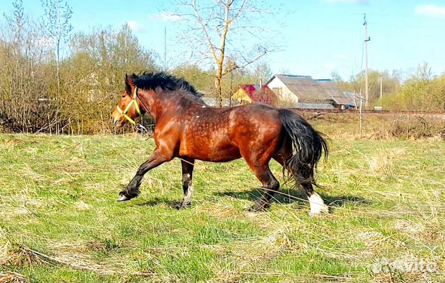 Лошадь крос шайр купить в Сольцах | Животные и зоотовары | Авито