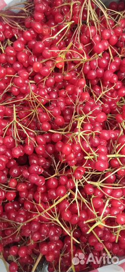 Калина ягода