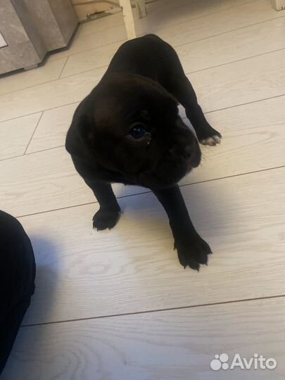 Щенки Кане Корсо