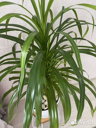 Пальма винтовая панданус