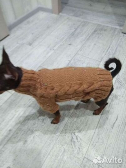 Одежда для маленьких собак