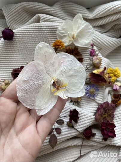 Сухоцветы для творчества