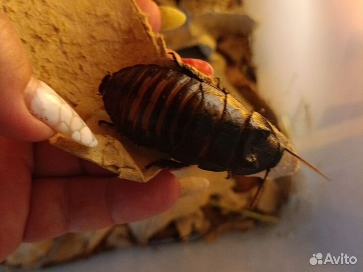 Кормовые насекомые - тараканы, Мучник, зоофобус