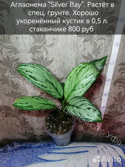 Аглаонемы, эпипремнумы