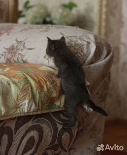 Кошечка в добрые руки