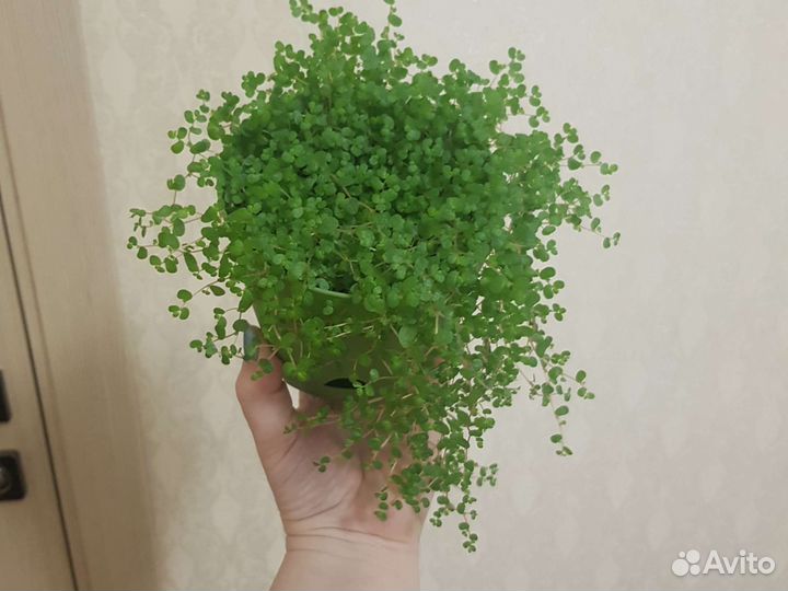Солейролия